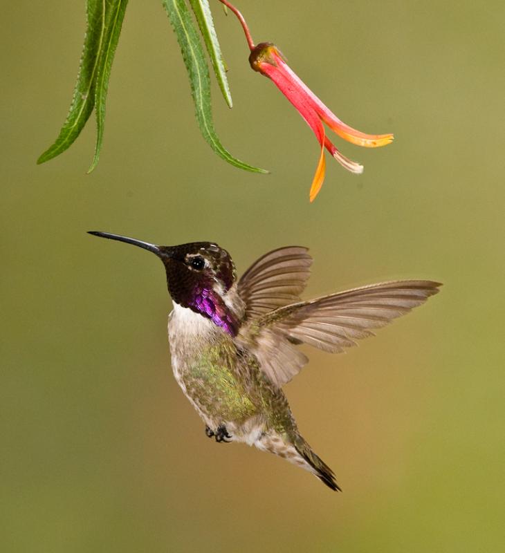Alpine Hummingbirds-8706 - UNTITLED ©2009 Dan Stevenson
